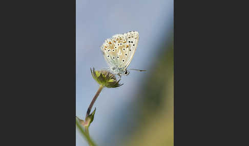 Silberbläuling (Polyommatus coridon)