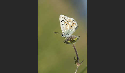 Silberbläuling (Polyommatus coridon)