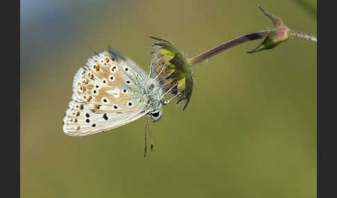 Silberbläuling (Polyommatus coridon)