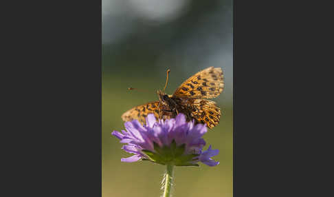 Hainveilchen-Perlmutterfalter (Boloria dia)