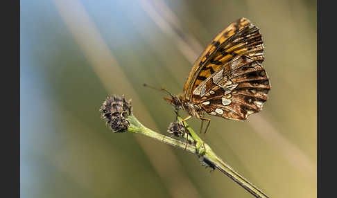 Hainveilchen-Perlmutterfalter (Boloria dia)