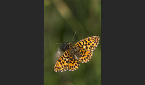 Hainveilchen-Perlmutterfalter (Boloria dia)