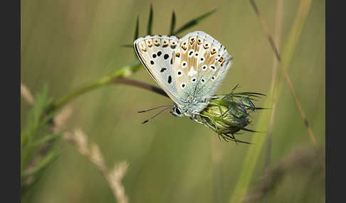 Silberbläuling (Polyommatus coridon)