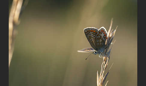 Kleiner Esparsettebläuling (Polyommatus thersites)