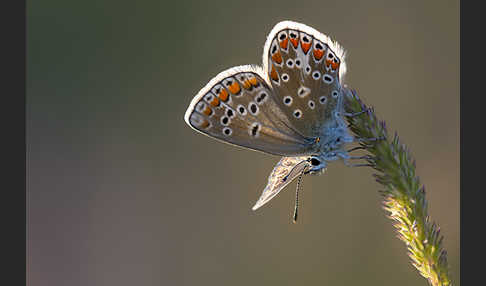 Kleiner Esparsettebläuling (Polyommatus thersites)