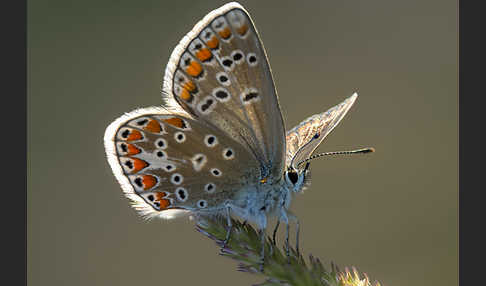 Kleiner Esparsettebläuling (Polyommatus thersites)