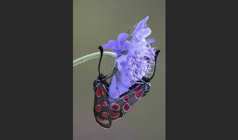 Esparsettenwidderchen (Zygaena carniolica)