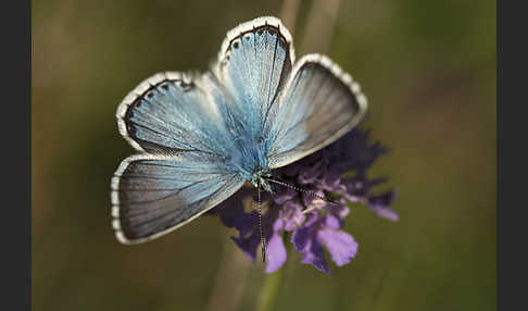 Silberbläuling (Polyommatus coridon)