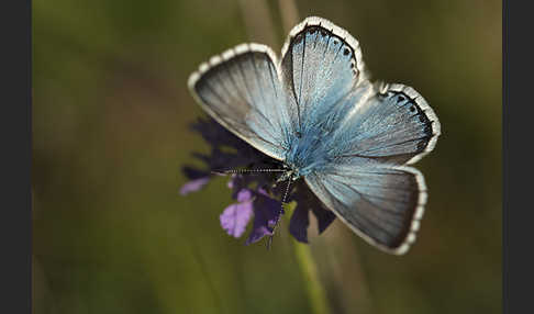 Silberbläuling (Polyommatus coridon)