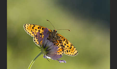 Roter Scheckenfalter (Melitaea didyma)