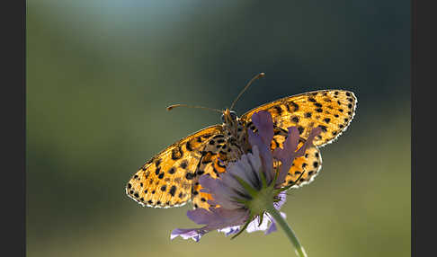 Roter Scheckenfalter (Melitaea didyma)