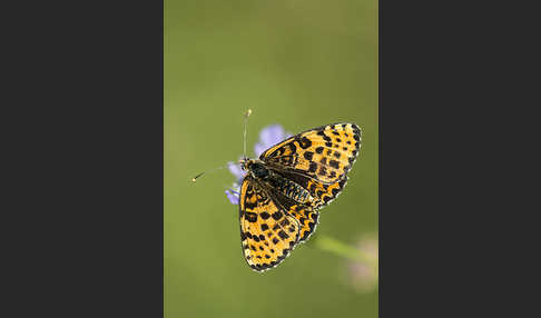 Roter Scheckenfalter (Melitaea didyma)