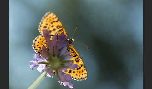 Roter Scheckenfalter (Melitaea didyma)