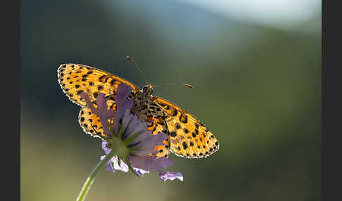 Roter Scheckenfalter (Melitaea didyma)