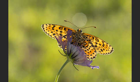 Roter Scheckenfalter (Melitaea didyma)