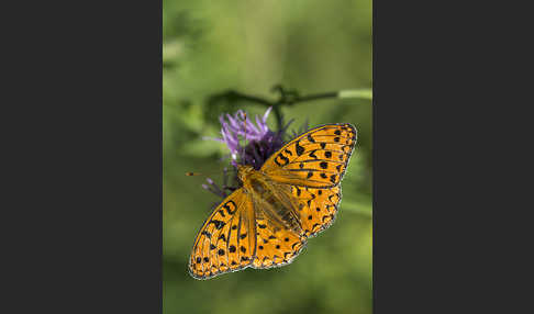 Märzveilchen-Perlmutterfalter (Argynnis adippe)