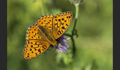 Märzveilchen-Perlmutterfalter (Argynnis adippe)