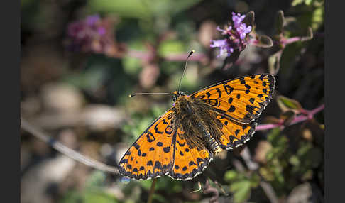 Roter Scheckenfalter (Melitaea didyma)