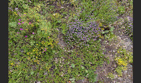 Mauerpfeffer (Sedum spec.)