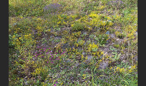 Mauerpfeffer (Sedum spec.)