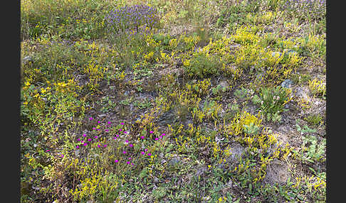 Mauerpfeffer (Sedum spec.)