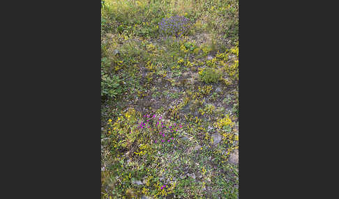 Mauerpfeffer (Sedum spec.)