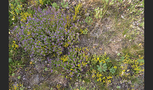 Mauerpfeffer (Sedum spec.)