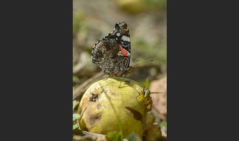 Admiral (Vanessa atalanta)