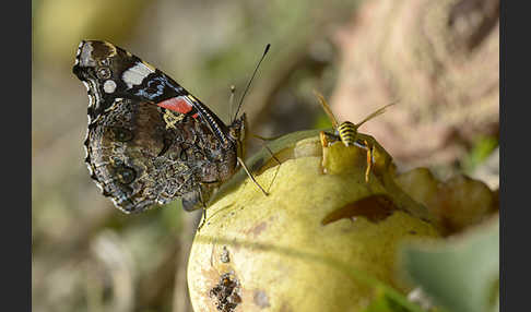 Admiral (Vanessa atalanta)