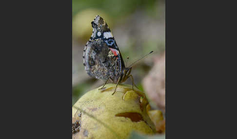 Admiral (Vanessa atalanta)