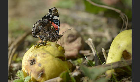 Admiral (Vanessa atalanta)