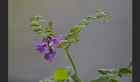 Wicke (Vicia spec.)