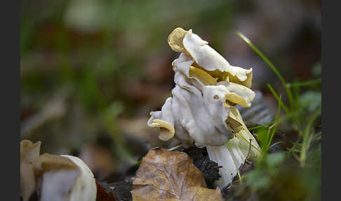 Herbstlorchel (Helvella crispa)