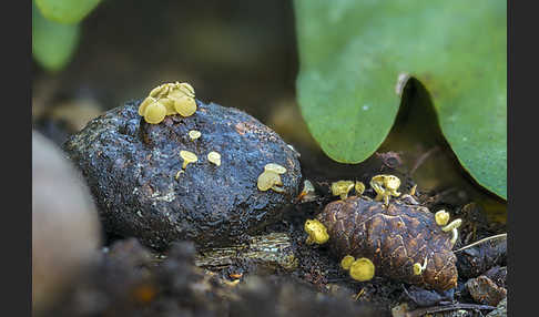 Fruchtschalenbecherchen (Hymenoscyphus fructigenus)