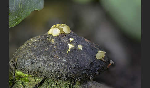 Fruchtschalenbecherchen (Hymenoscyphus fructigenus)