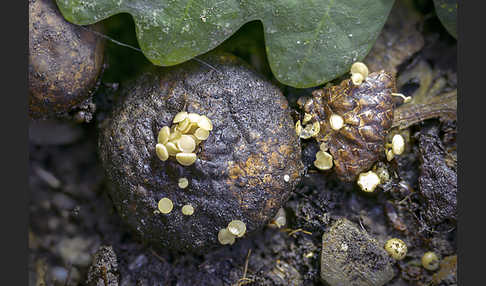 Fruchtschalenbecherchen (Hymenoscyphus fructigenus)