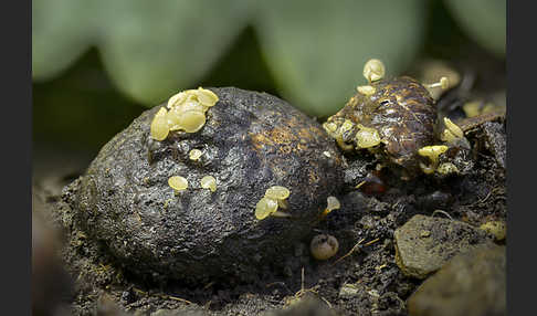Fruchtschalenbecherchen (Hymenoscyphus fructigenus)