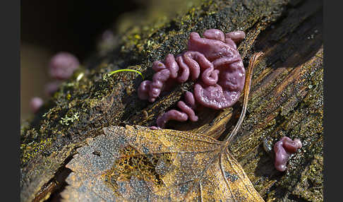 Fleischroter Gallertbecher (Ascocoryne sarcoides)