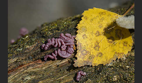 Fleischroter Gallertbecher (Ascocoryne sarcoides)