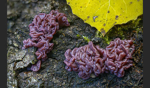 Fleischroter Gallertbecher (Ascocoryne sarcoides)