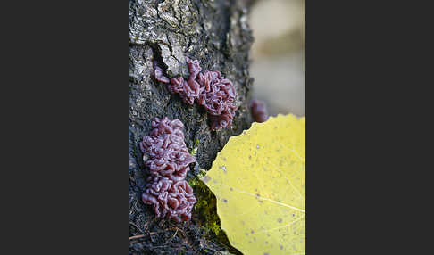 Fleischroter Gallertbecher (Ascocoryne sarcoides)
