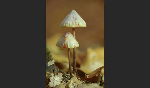 Gelborangemilchender Helmling (Mycena crocata)