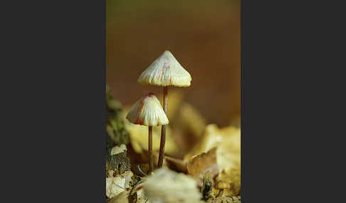 Gelborangemilchender Helmling (Mycena crocata)