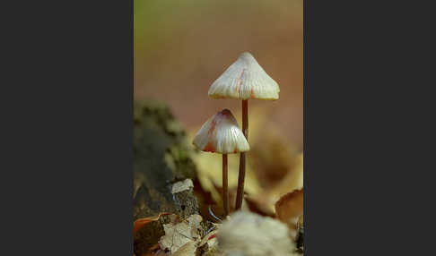 Gelborangemilchender Helmling (Mycena crocata)