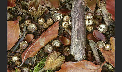 Gestreifter Teuerling (Cyathus striatus)