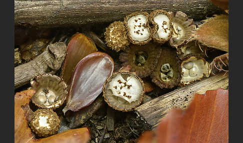 Gestreifter Teuerling (Cyathus striatus)