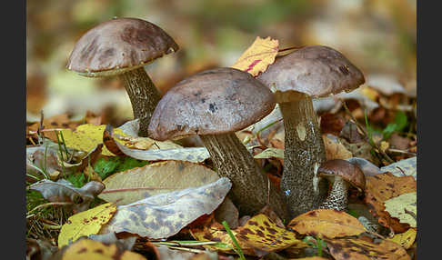 Birkenpilz (Leccinum scabrum)