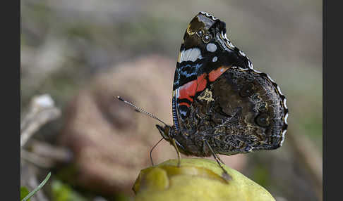 Admiral (Vanessa atalanta)