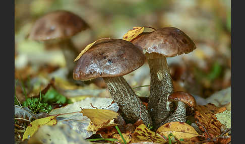 Birkenpilz (Leccinum scabrum)