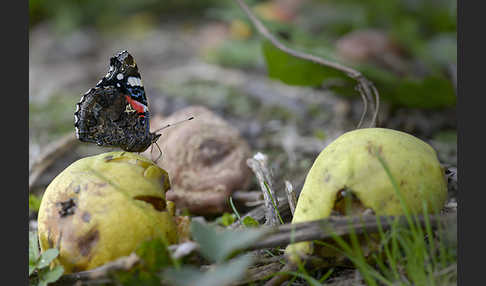 Admiral (Vanessa atalanta)